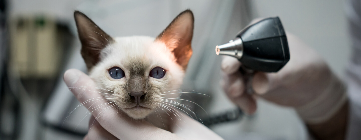 One time ear mite treatment for cats sale